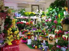 Interieur magasin coin fleurs plantes - Vergez Tarnos